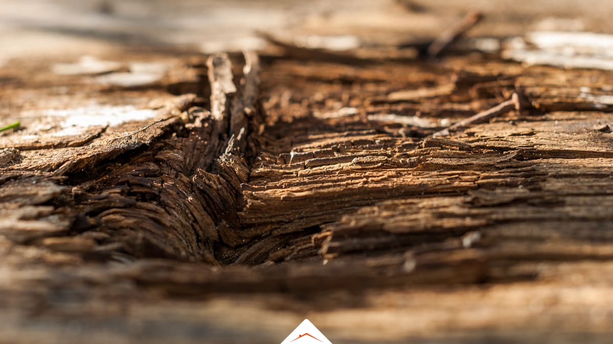 Rot on Wood